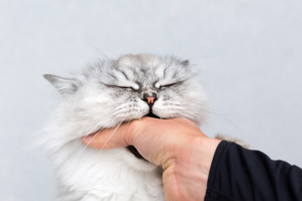 Desvende os significados de sonhar com gato mordendo!